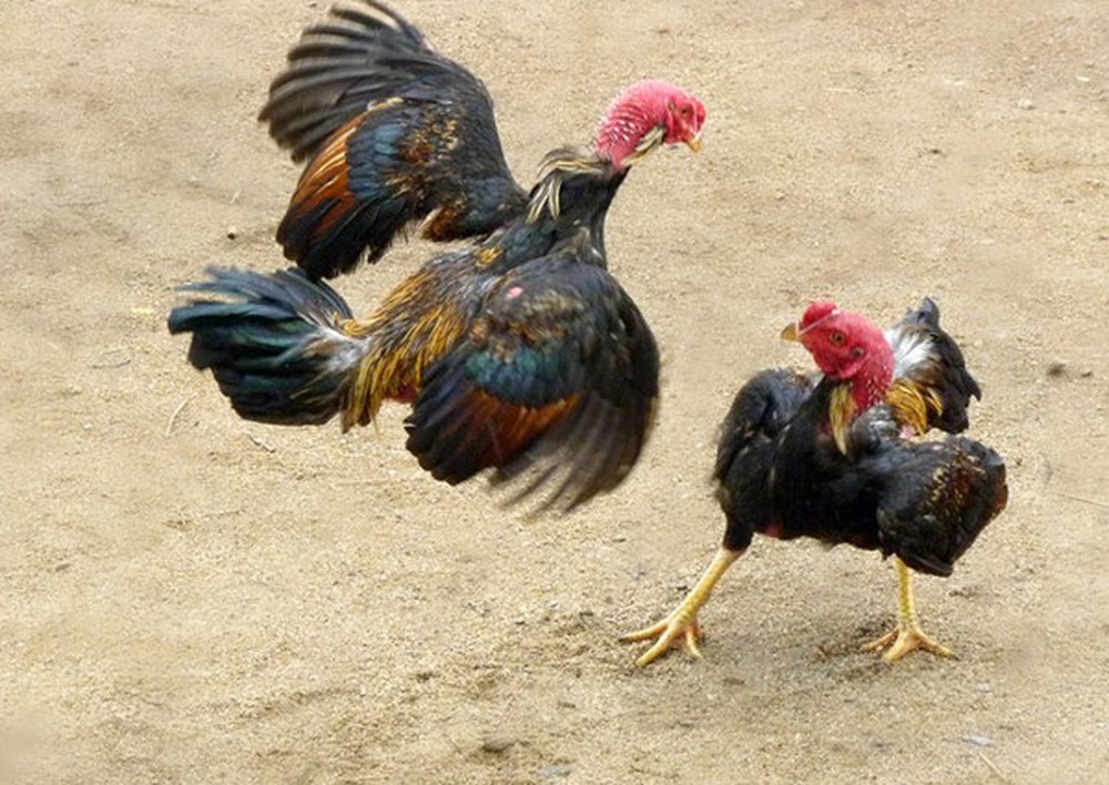 Vảy liên giáp hậu có thể được coi là một đặc điểm quan trọng để đánh giá chất lượng của một con gà chọi.