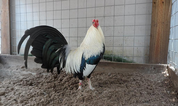 Việc nuôi gà chọi trong mùa nóng đòi hỏi sự chăm sóc kỹ lưỡng để đảm bảo sức khỏe và hiệu suất của gà.
